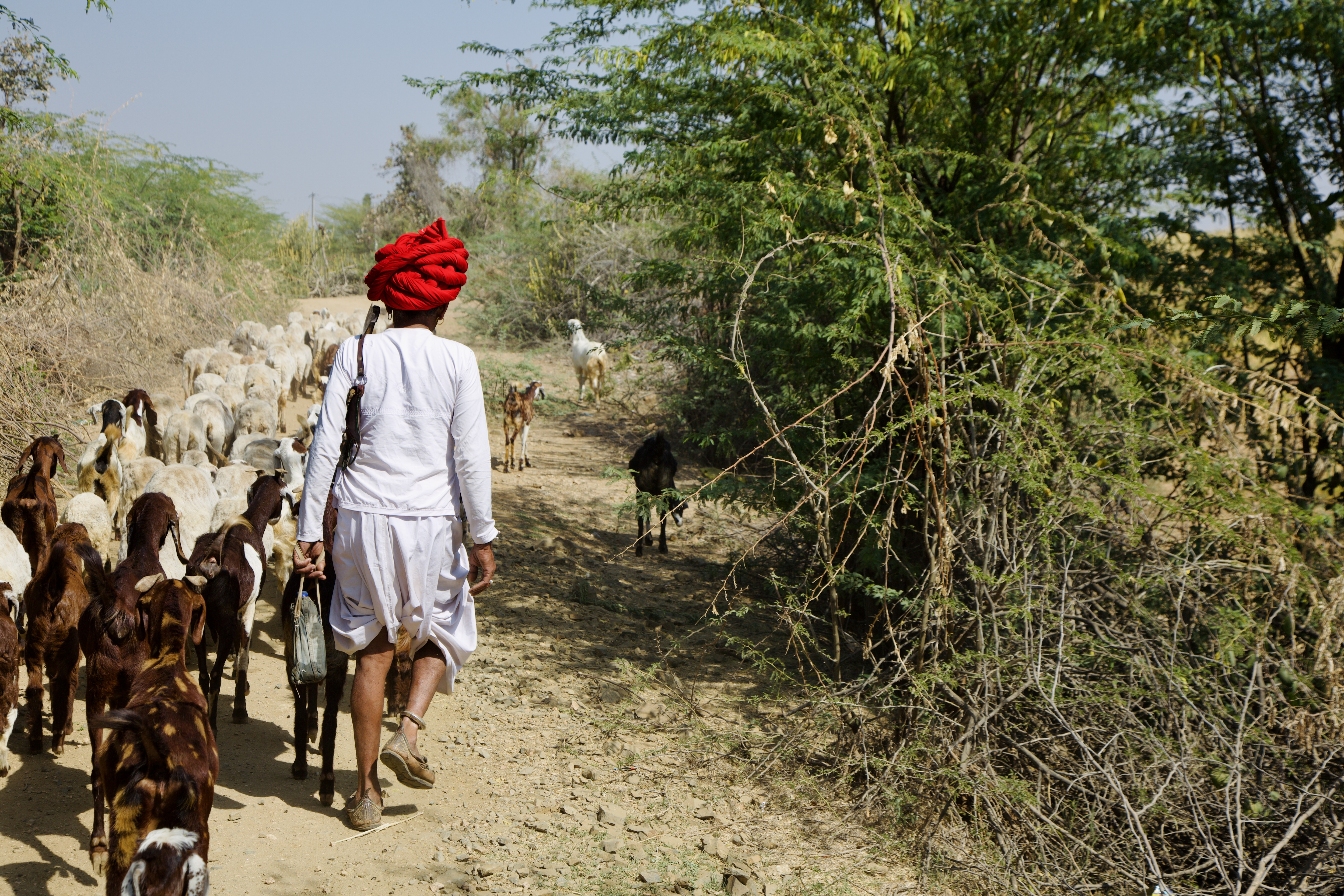 Anggota suku Rabari, Bhikaram Dewasi, menggembalakan hewan ternak setiap pagi.