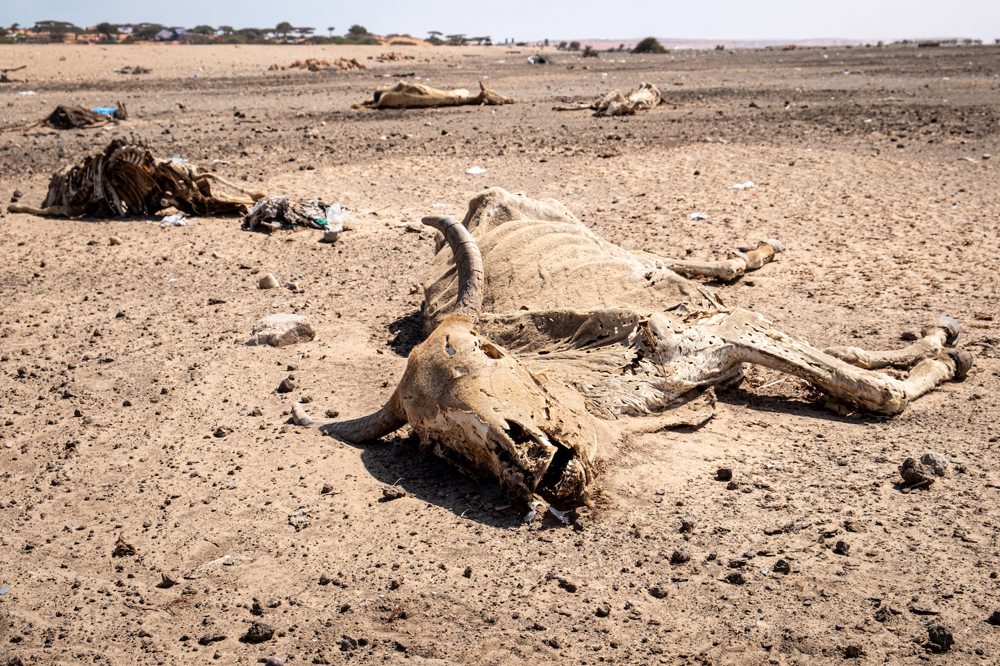 For miles and miles, the side of the road is strewn with animal carcasses. Goats, cows, camels and donkeys die en masse due to the lack of water  and food. This is a disaster for pastoral communities, that make up around 60 per cent of the Somali population, as they rely on their livestock to  generate income and food.