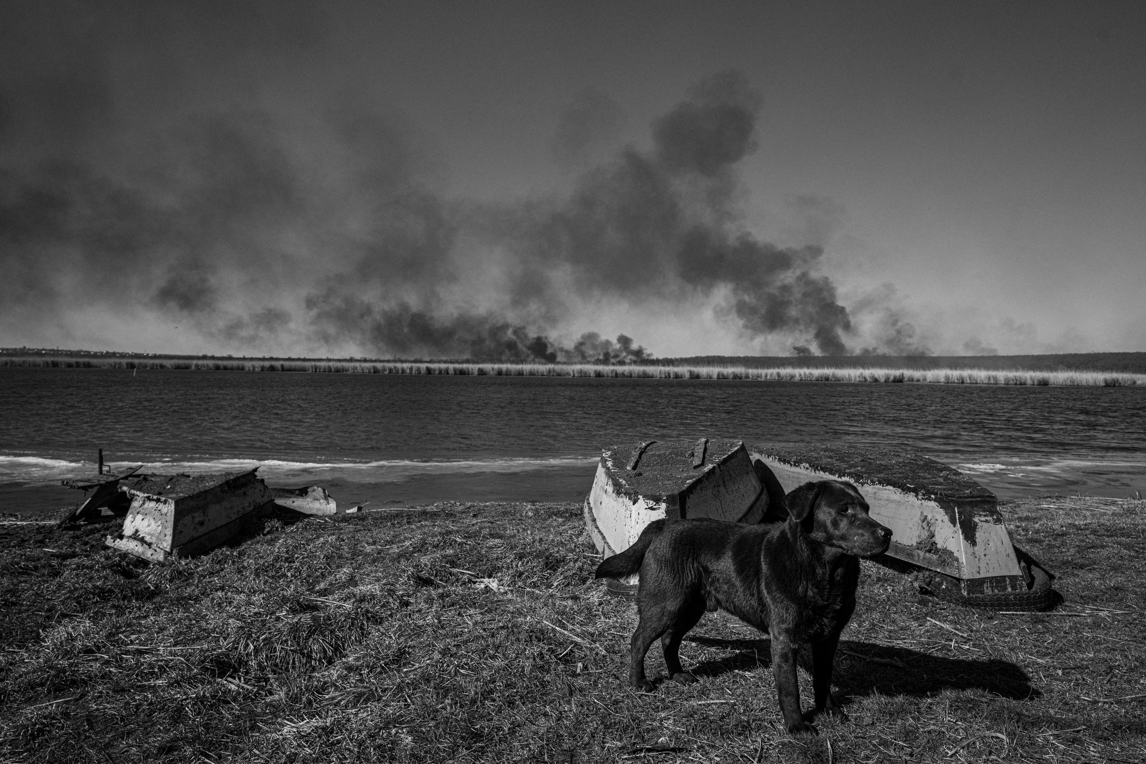 Anjing berdiri di depan lapangan yang terbakar akibat serangan.