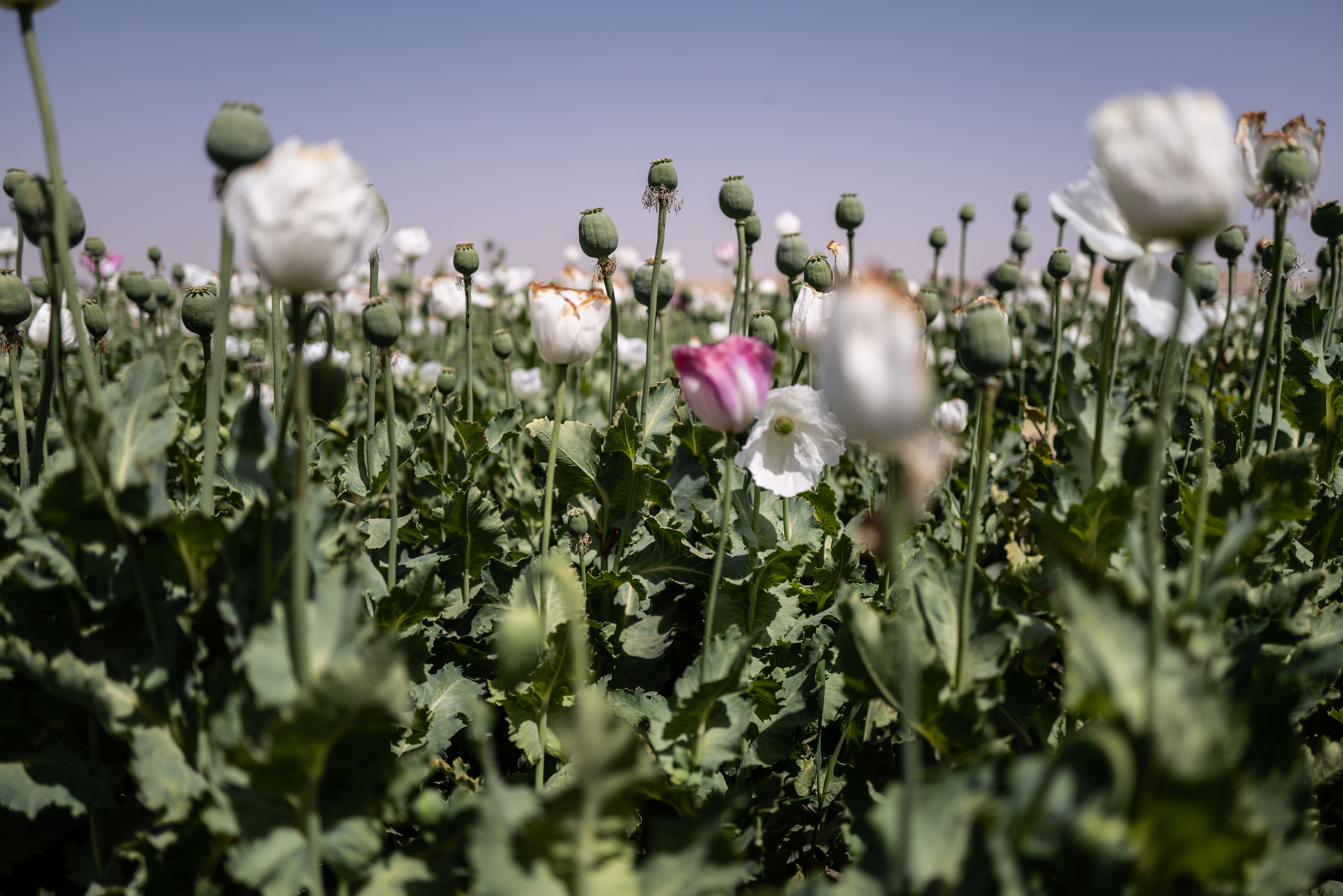 Afghanistan poppy fields