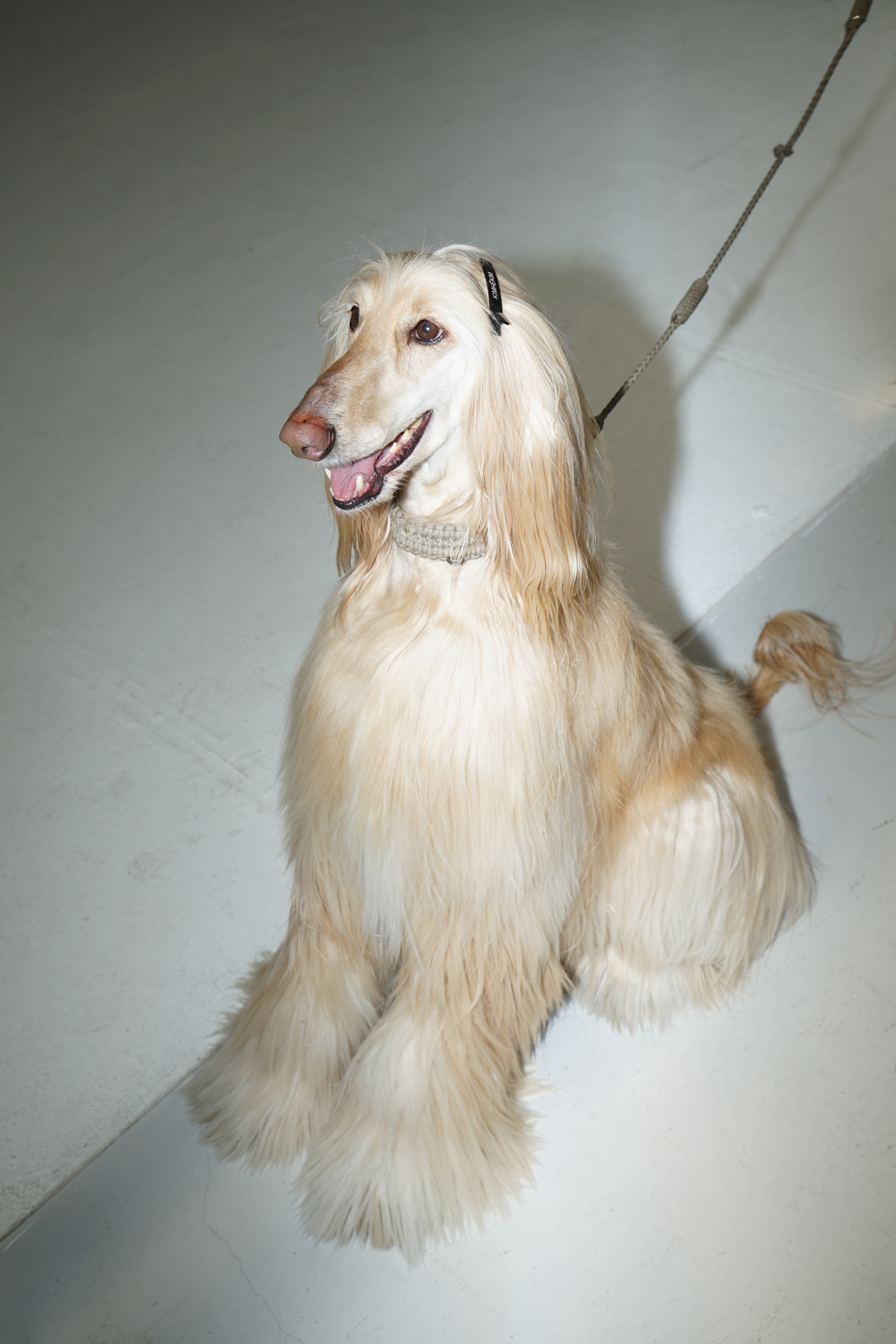 KIMHĒKIM AW22 – a blonde afgan hound 