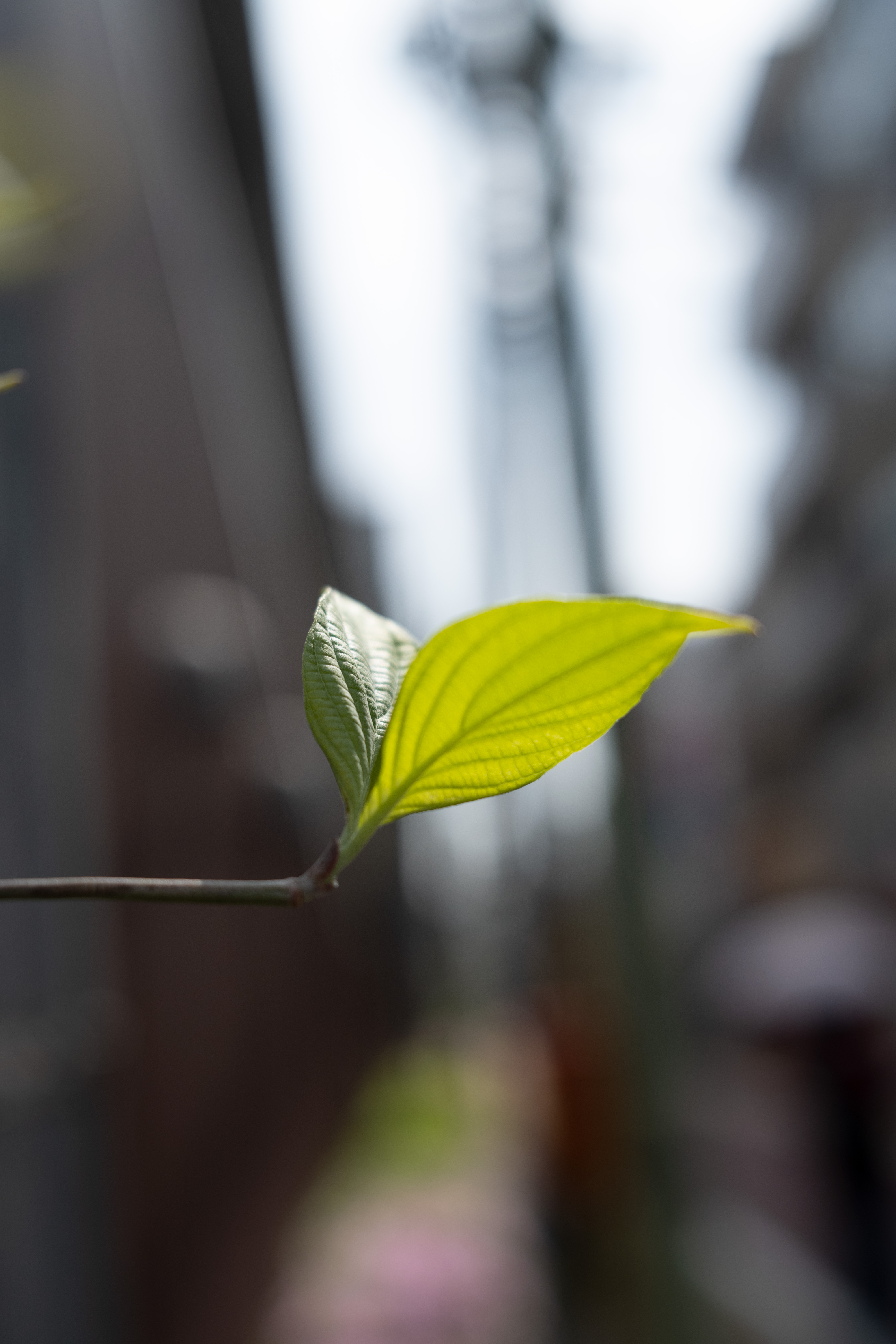 SDIM5202.jpg