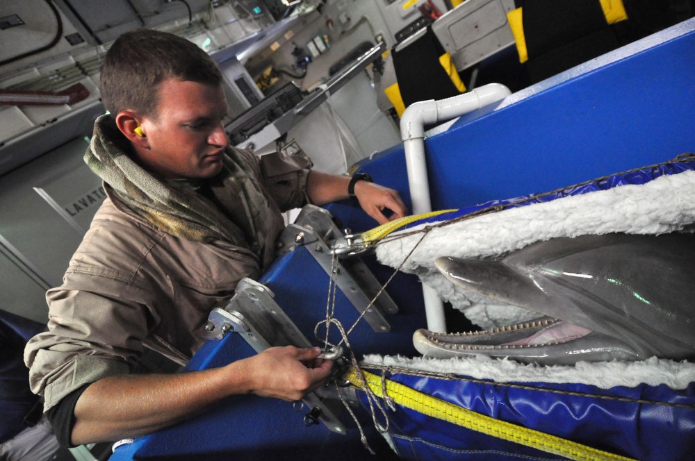 rusia delfini armata razboi flota marina imbarcare