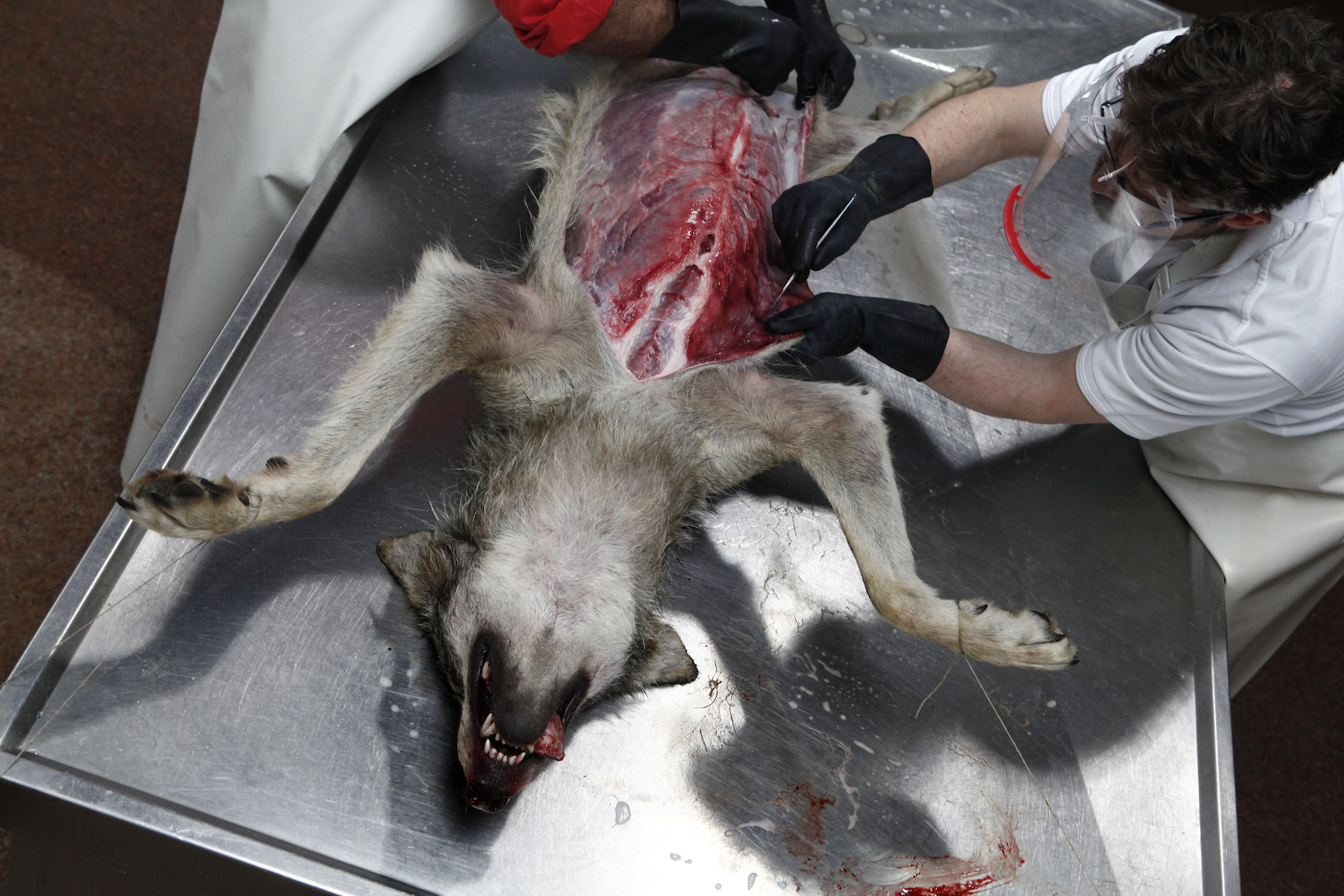 Seorang laki-laki melakukan autopsi pada bangkai serigala yang tubuhnya telah dibelek.
