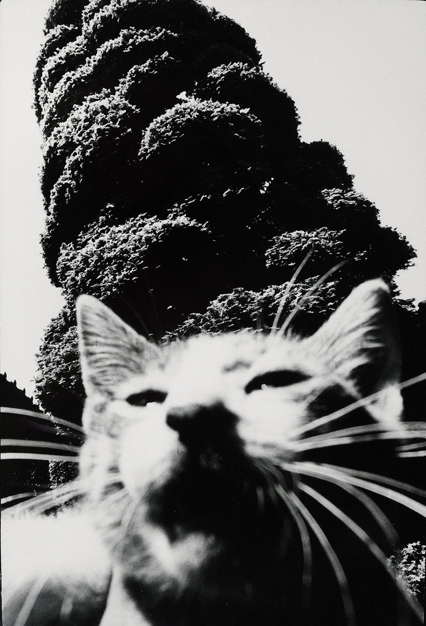 Foto close up muka kucing di belakang pohon