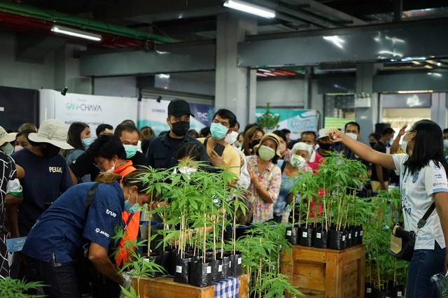 While festival goers partied away at a beach near Bangkok over the weekend, a more sober affair showing the other side of cannabis in Thailand was taking place about 300 kilometers away.  A government expo was held in the northeastern province of Buriram with the goal of educating the public on cannabis cultivation and its uses. Exhibitors displayed various cannabis products, ranging from standard CBD oils to the more adventurous cannabis-infused kimchi and ice cream, while the local government handed out 1,000 free cannabis seedlings.