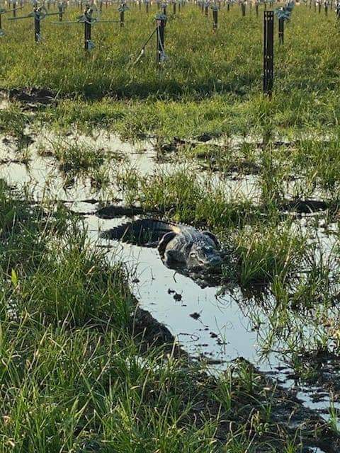 Gator on site (bad work conditions).jpeg