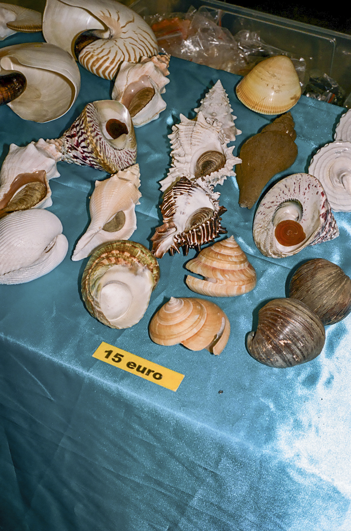 Les plus beaux coquillages du monde se trouvent dans la salle de