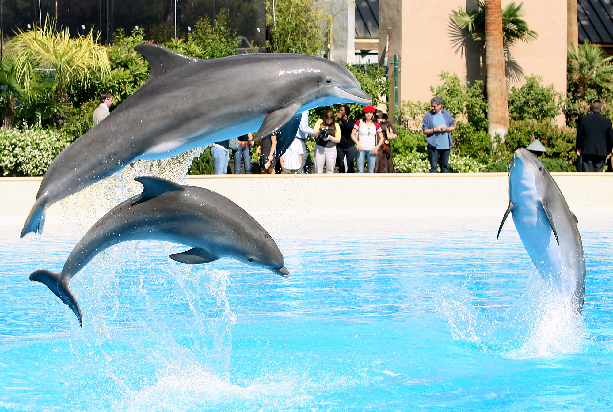 Dolphins leaping out of a blue pool of water as tourists look on at the Mirage Las Vegas