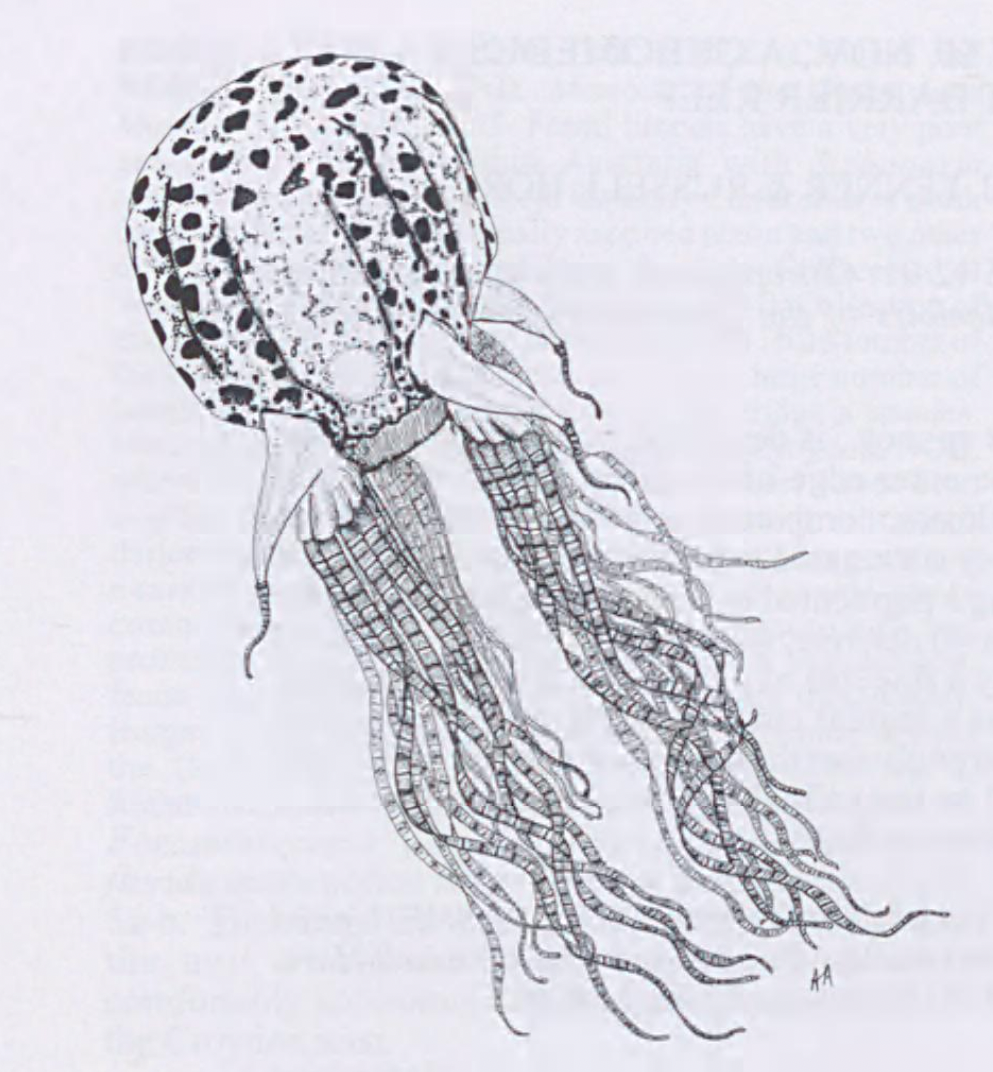 A drawing of C. maculatus. 