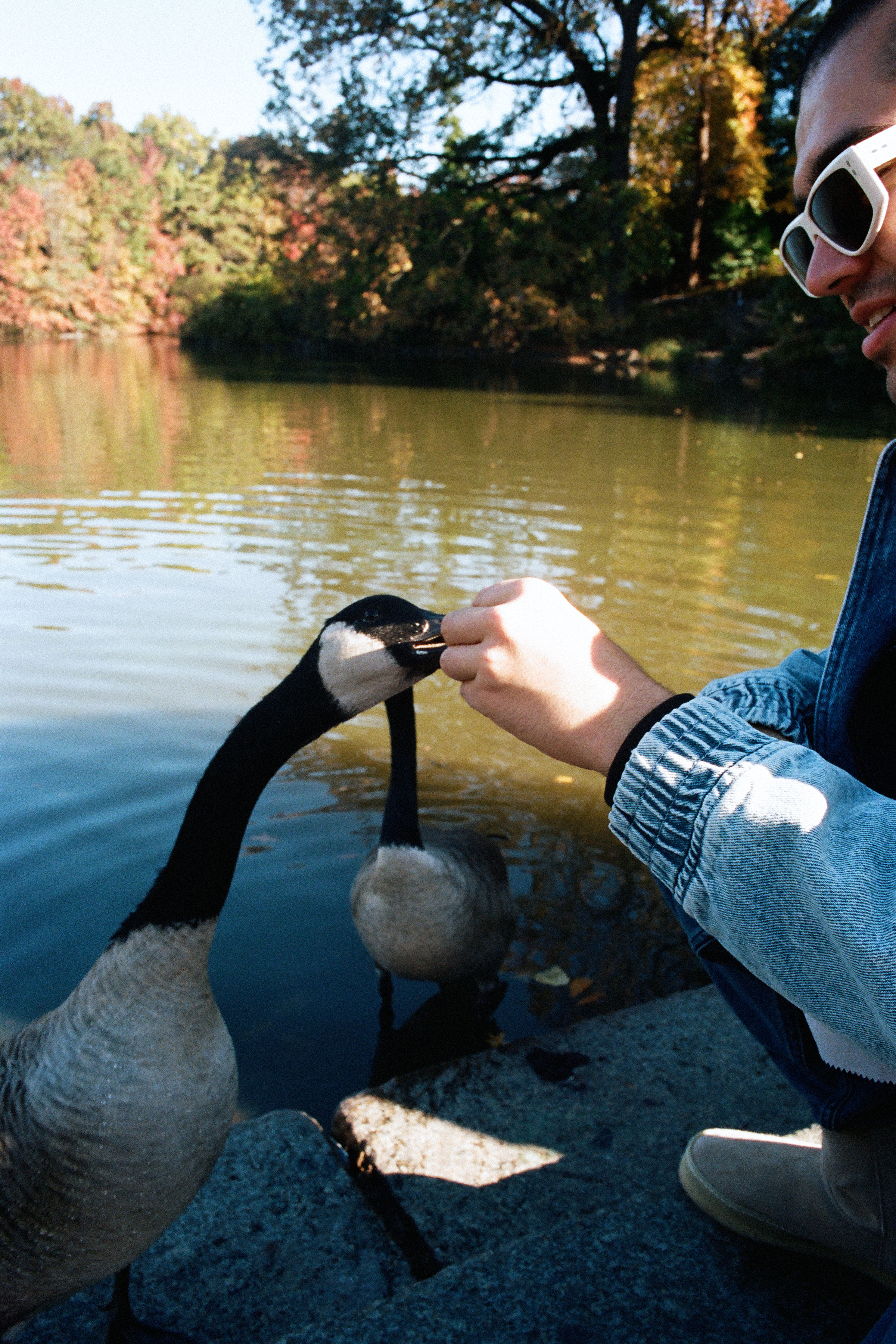 feeding two geese in central park