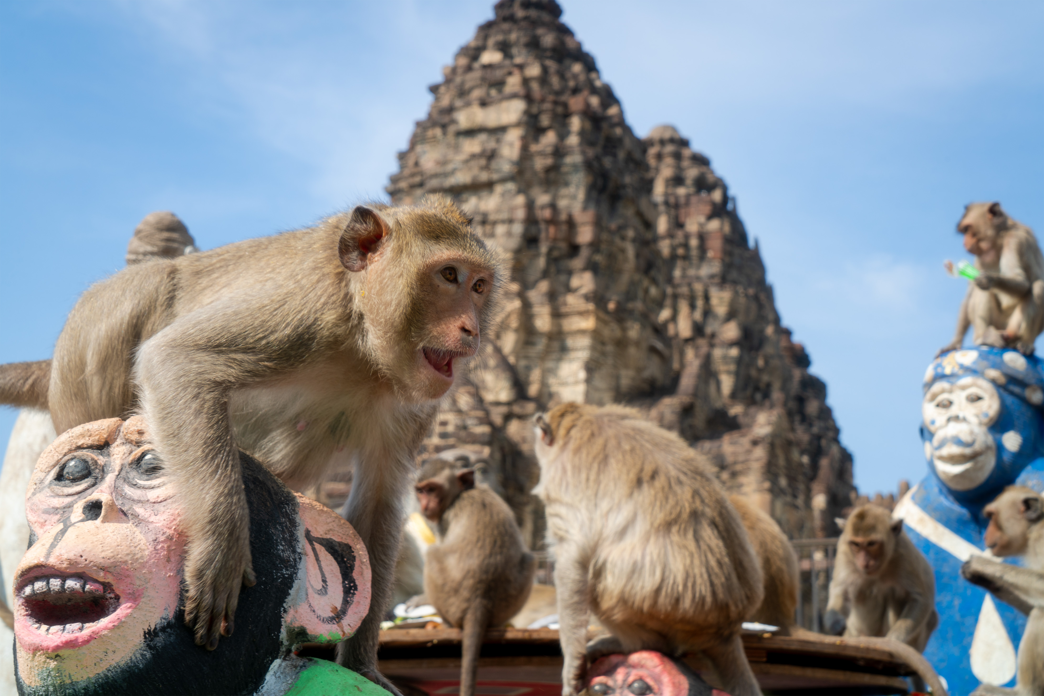 Seekor monyet siap menghajar kawannya yang hendak merebut makanan.