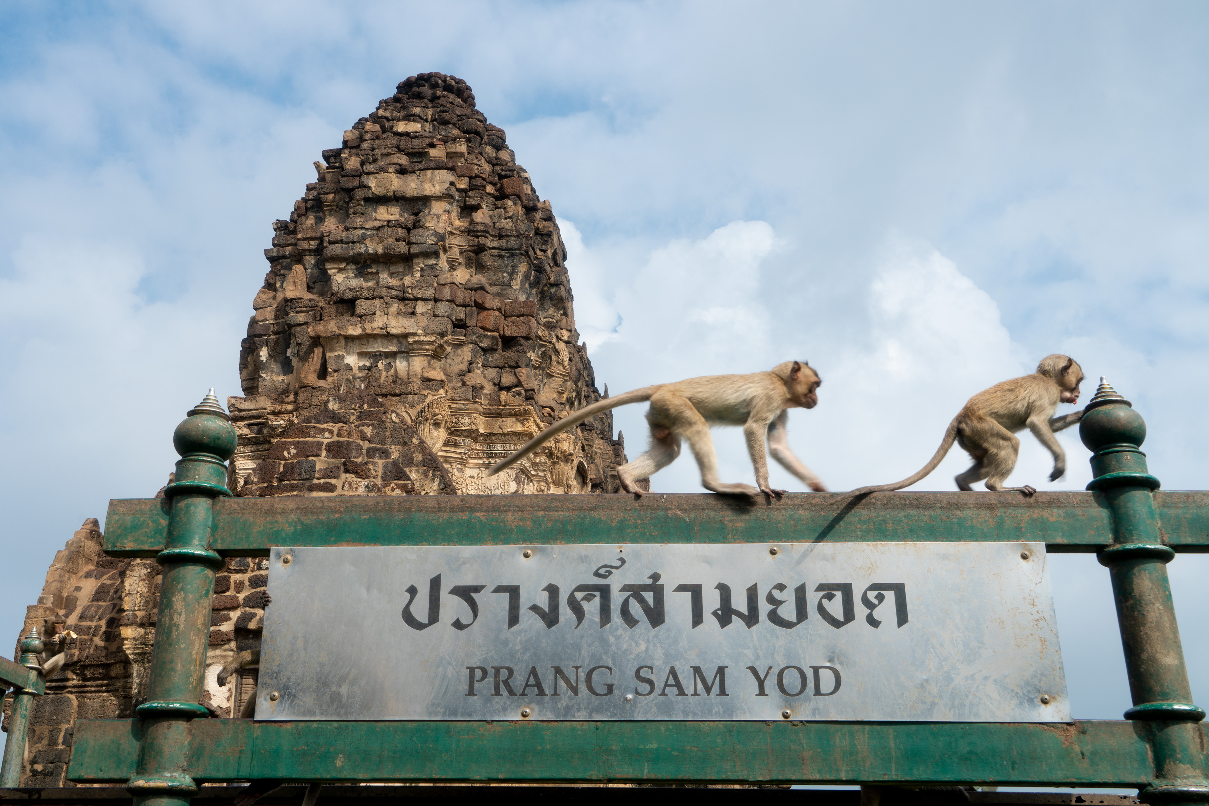 Dua ekor monyet merangkak di atas plang kuil Phra Prang Sam Yod.