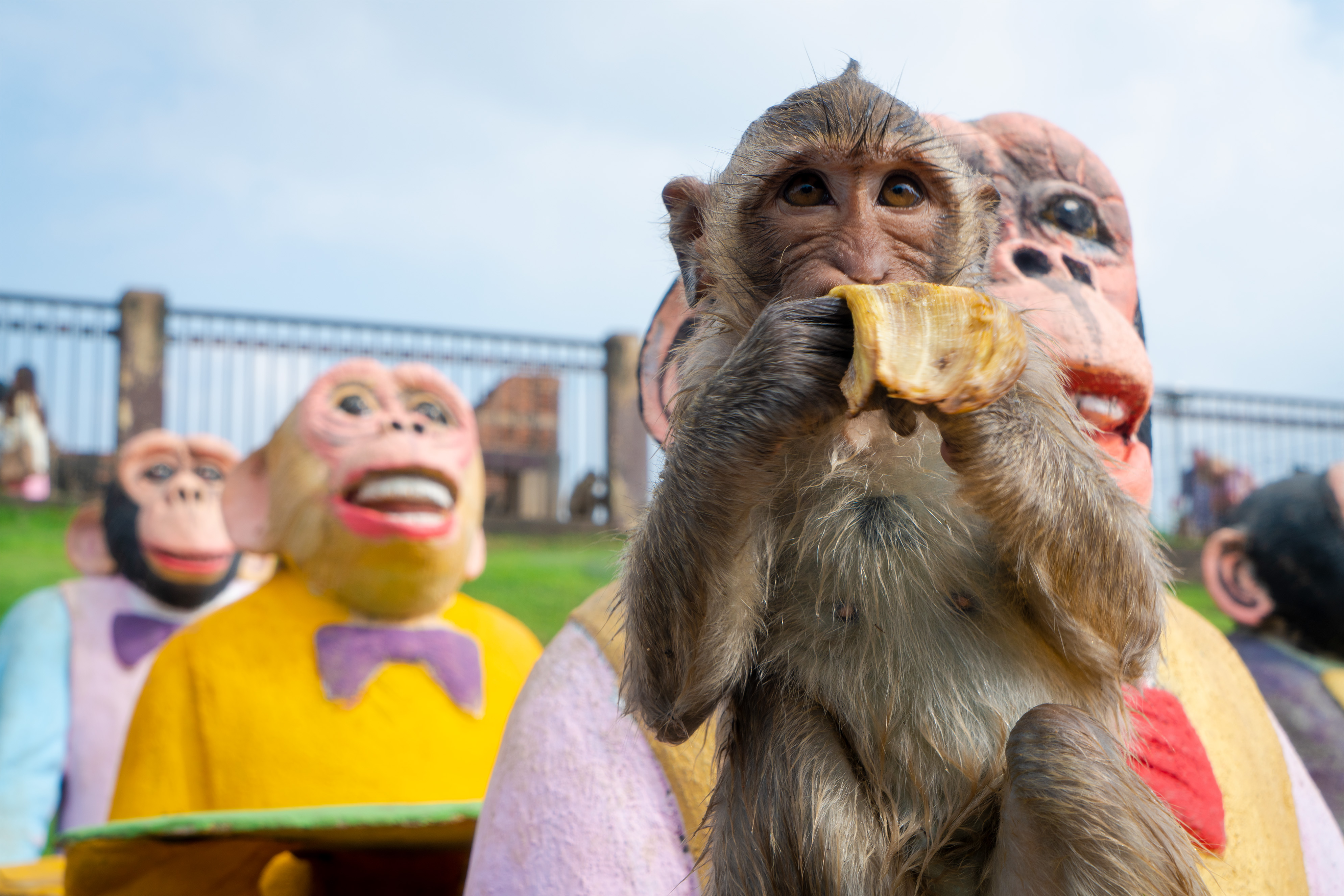 Anak monyet makan pisang di depan patung monyet.