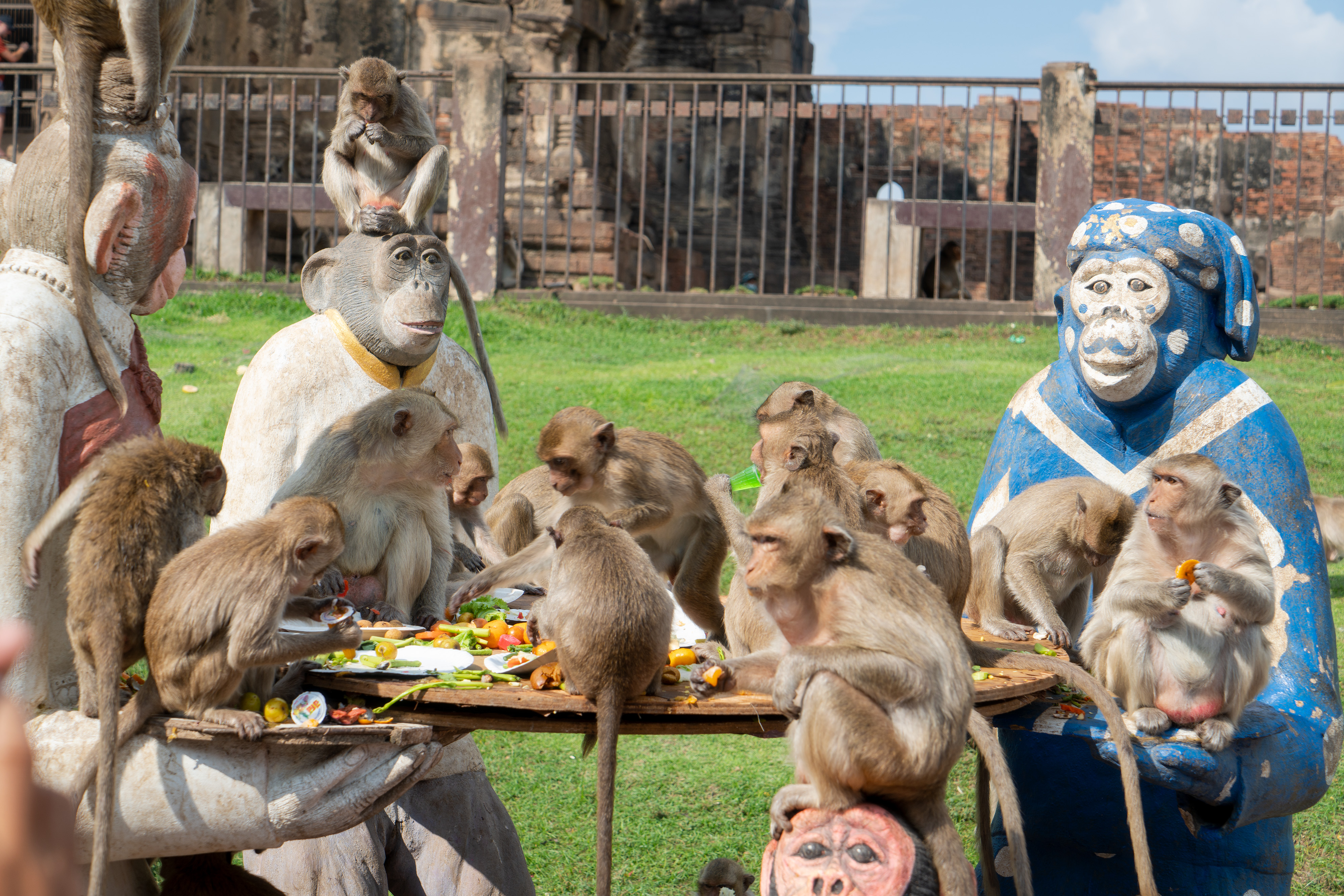 Kawanan monyet menikmati buah-buahan yang disajikan khusus untuknya.