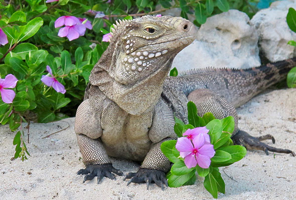 A gray and green iguana sits on a rock surrounded by pink flowers