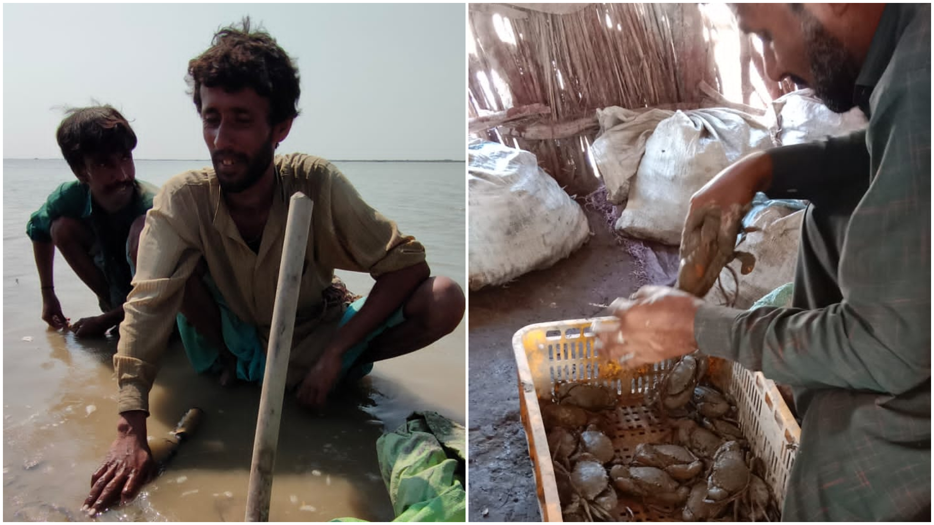 Pakistan, climate change, climate crisis, crabs, wildlife, South Asia, fishing