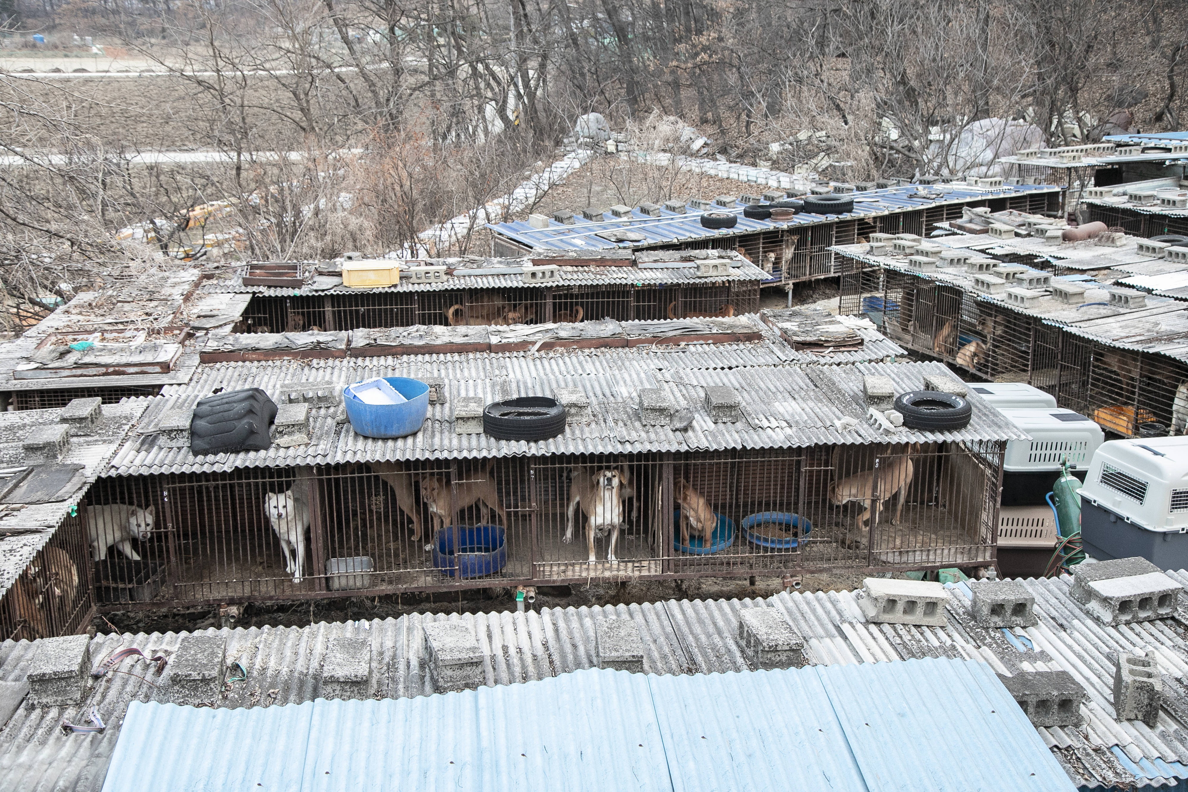 Peternakan anjing di Asan, Korea Selatan. Foto oleh Jean Chung, disediakan HSI.