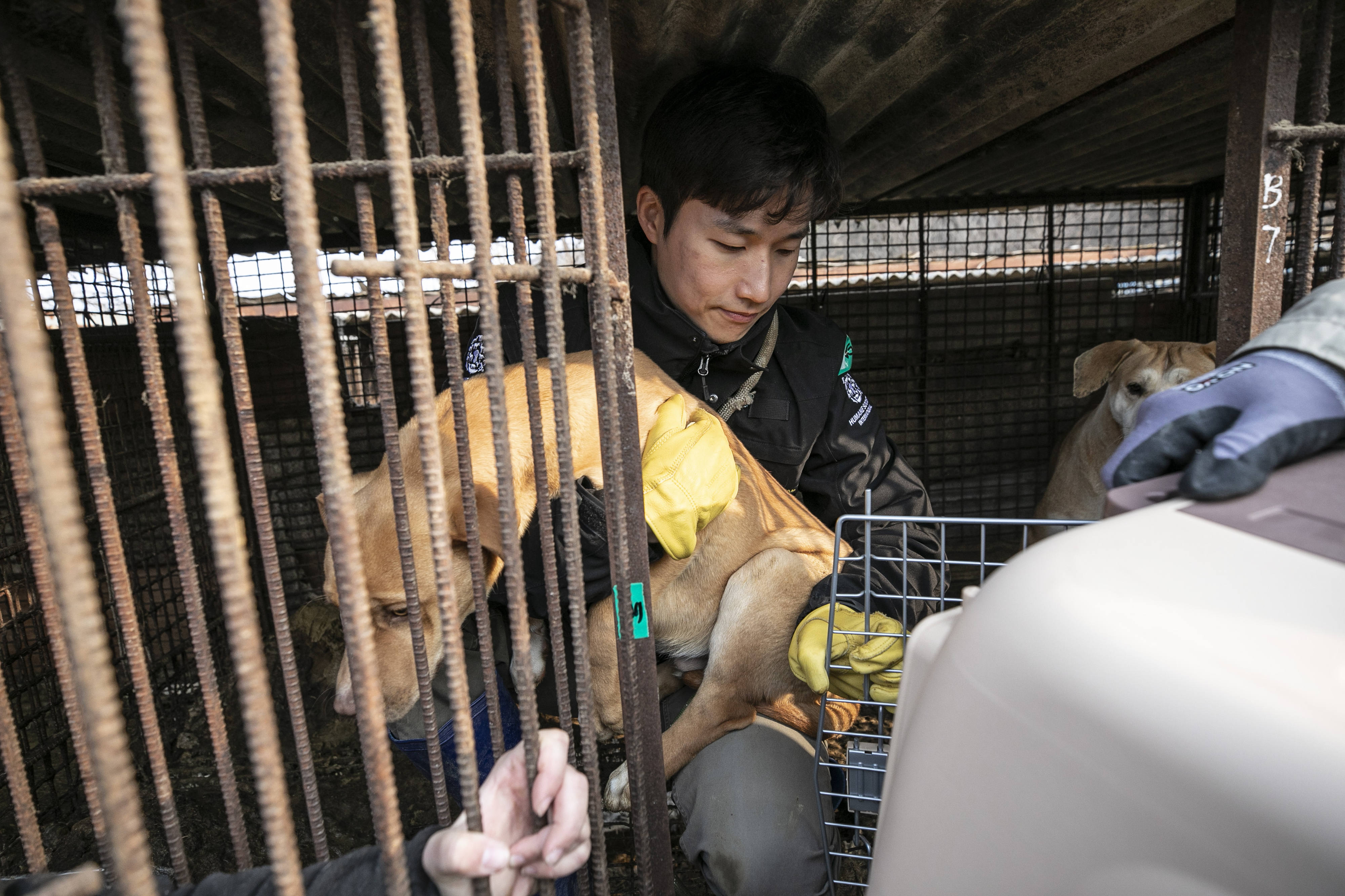 Lee Sang-kyung, manajer kampanye anti perdagangan daging anjing di HSI. Foto oleh Jean Chung, disediakan HSI