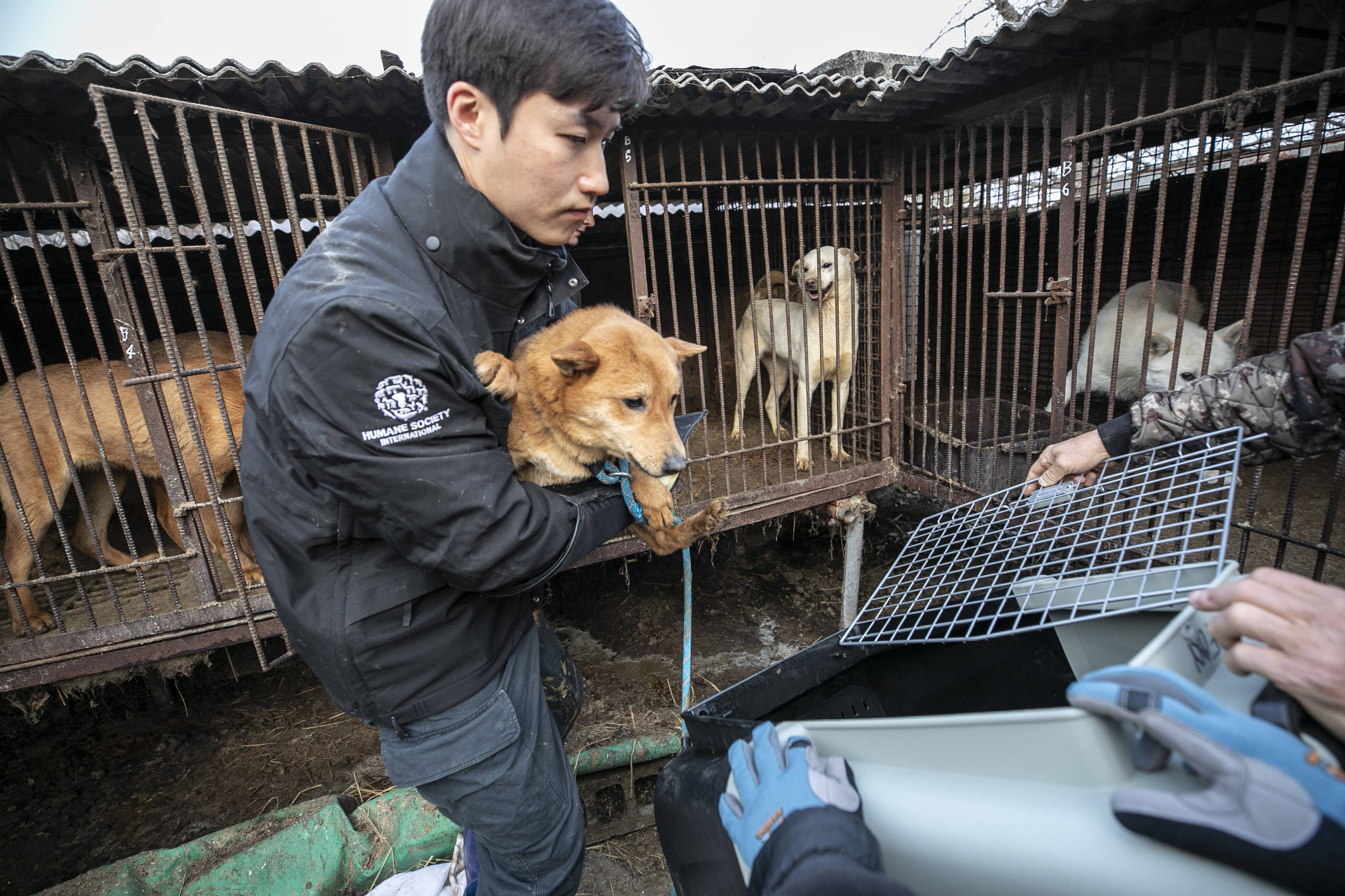Lee Sang-kyung menyelamatkan anak anjing. Foto oleh Jean Chung, disediakan HSI