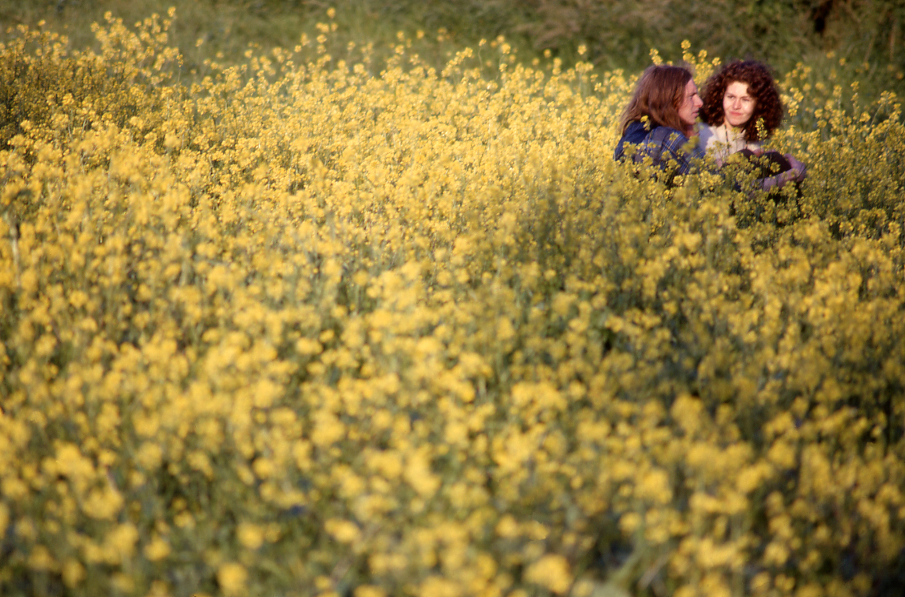 a couple in a field of yellow wildflowers at glastonbury festival 1971