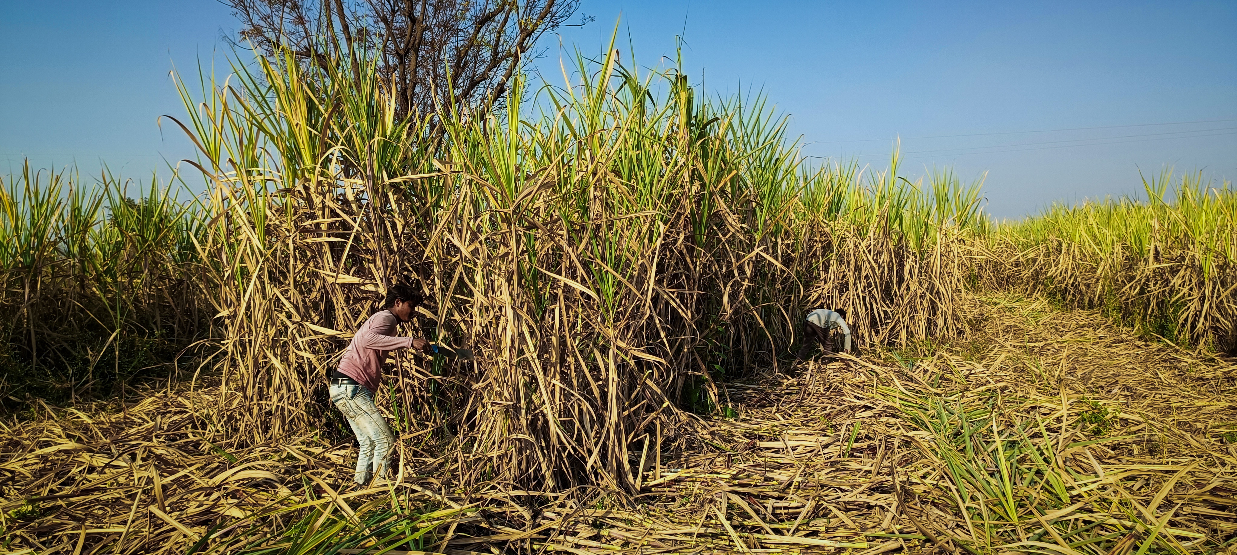 child workers, sugar industry, India