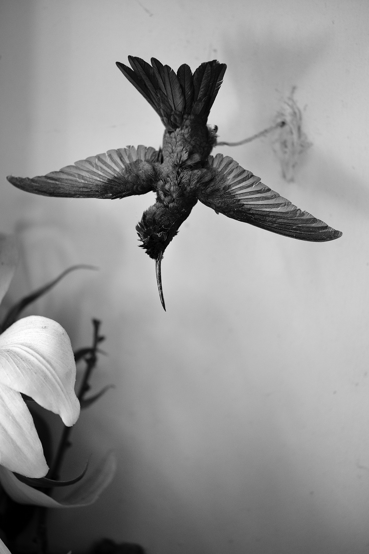 Ein ausgestopfter Vogel hängt an einem Draht aus einer Wand