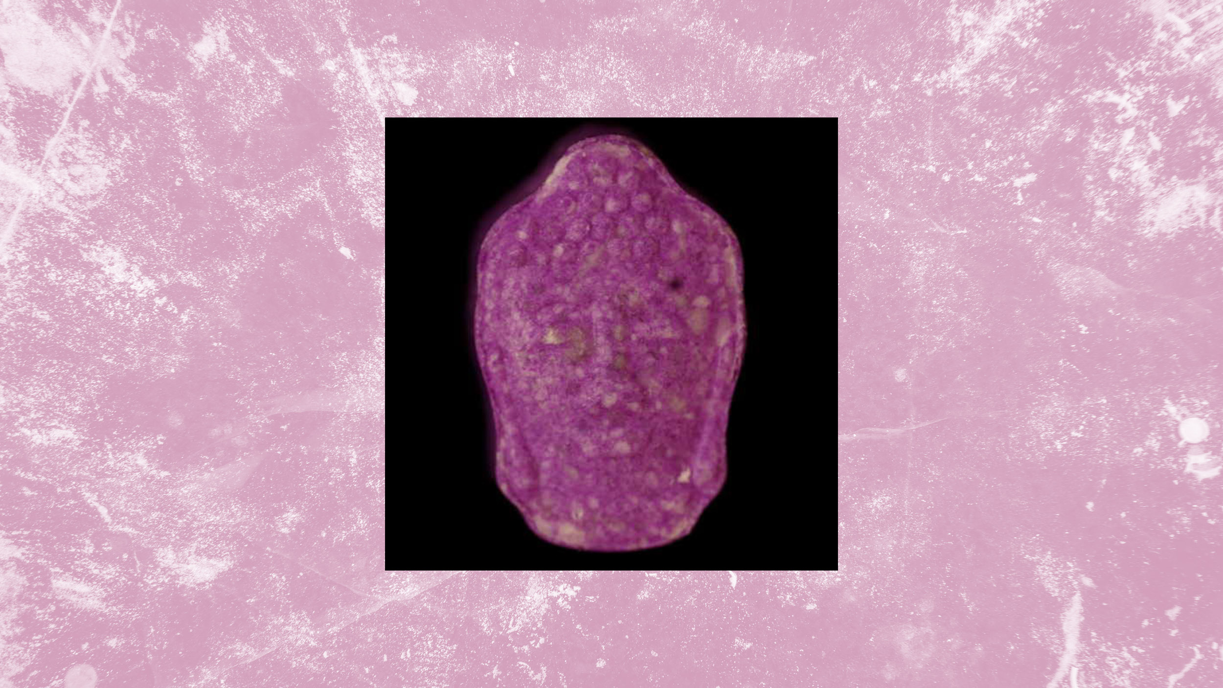 Eine lila Pille in Form eins Buddha-Kopfes auf lila Hintergrund
