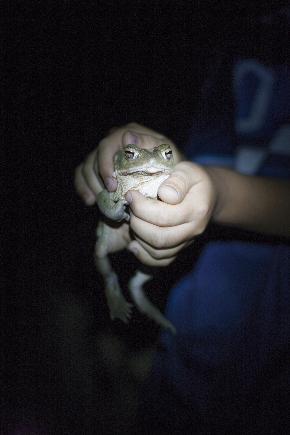 Hands holding a toad illuminated at night by torchlight.