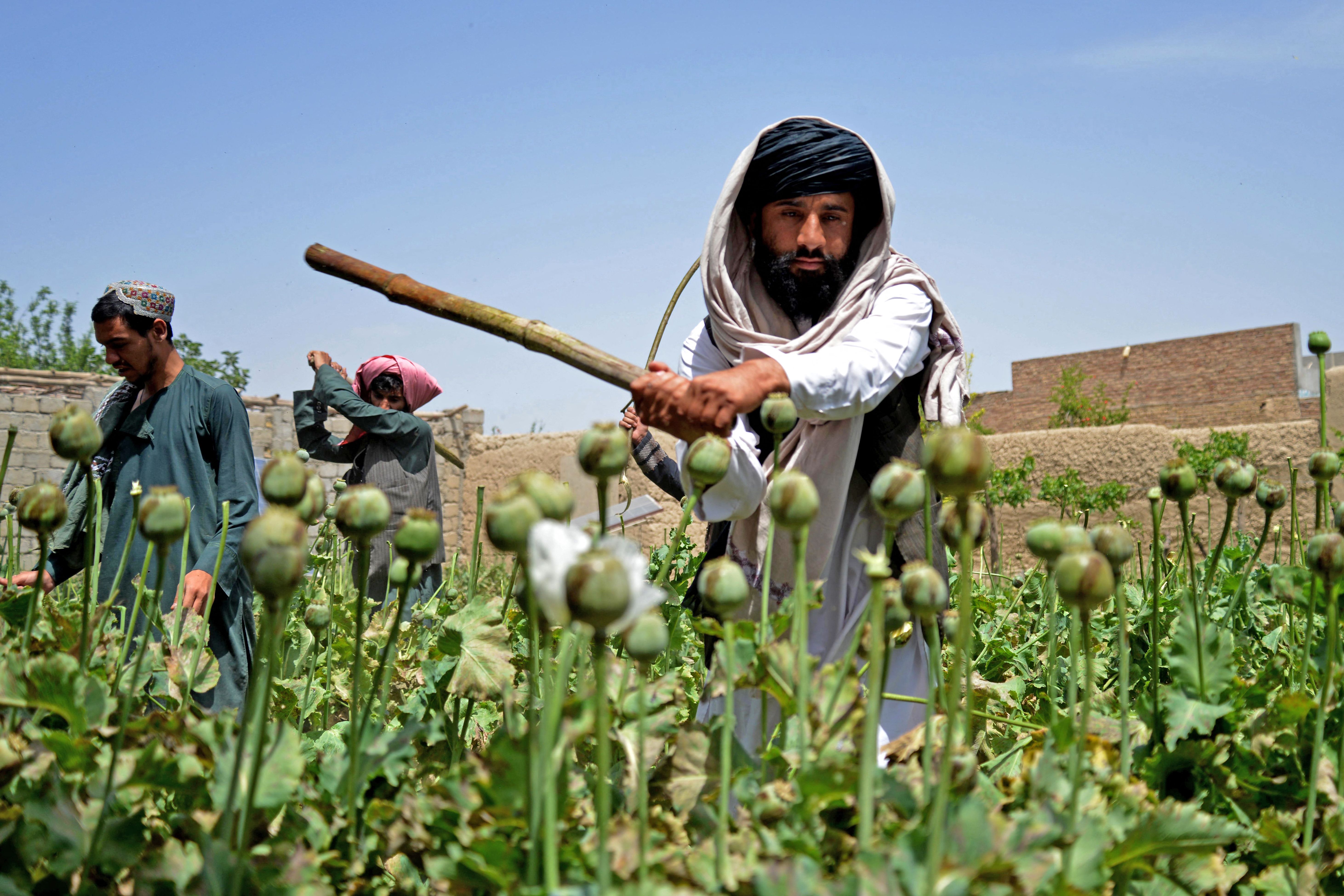 Männer in traditionellen afghanischen Gewändern schlagen mit Stöcken auf Mohnpflanzen ein