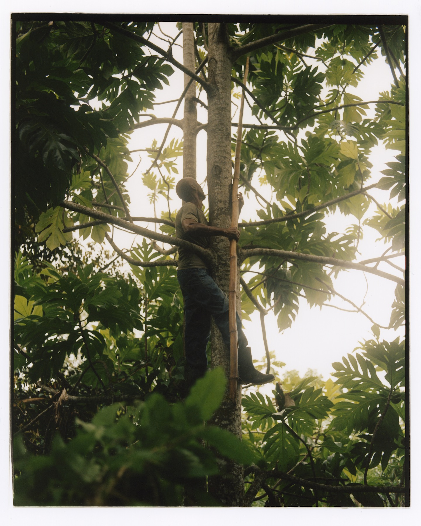 A man climbs a tree and pokes at something above him with a bamboo pole.