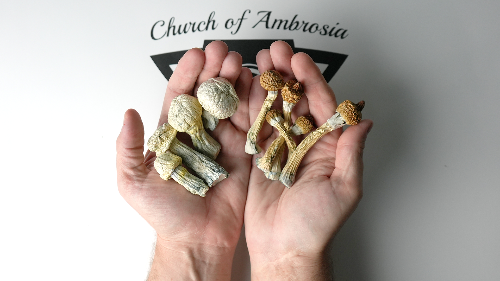 Open hands holding an amount of dried magic mushrooms.