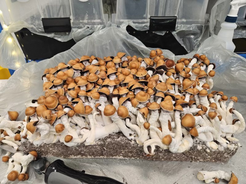 hundreds of mushrooms growing from a substrate in a lab