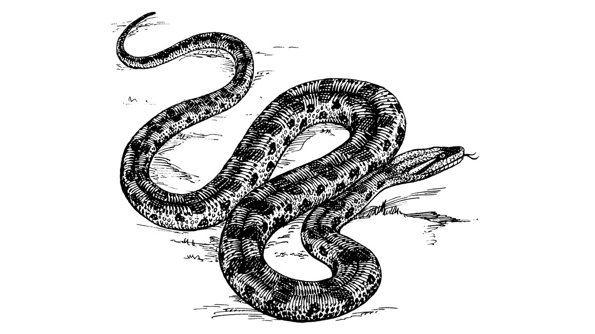 3d змея рисунок