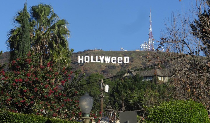 Hollyweed.jpeg?crop=1xw:0.95631641086186