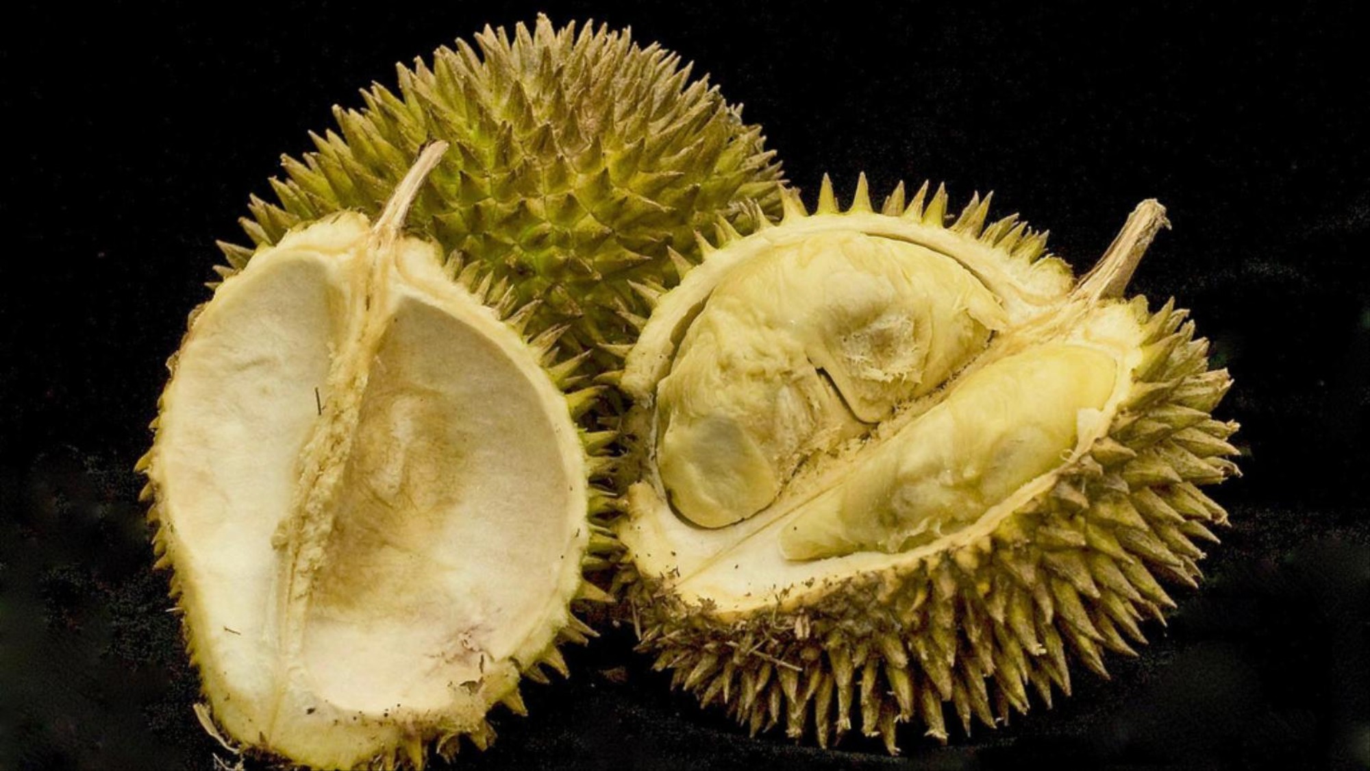 Download 7700 Koleksi Gambar Durian Busuk Paling Bagus Gratis HD