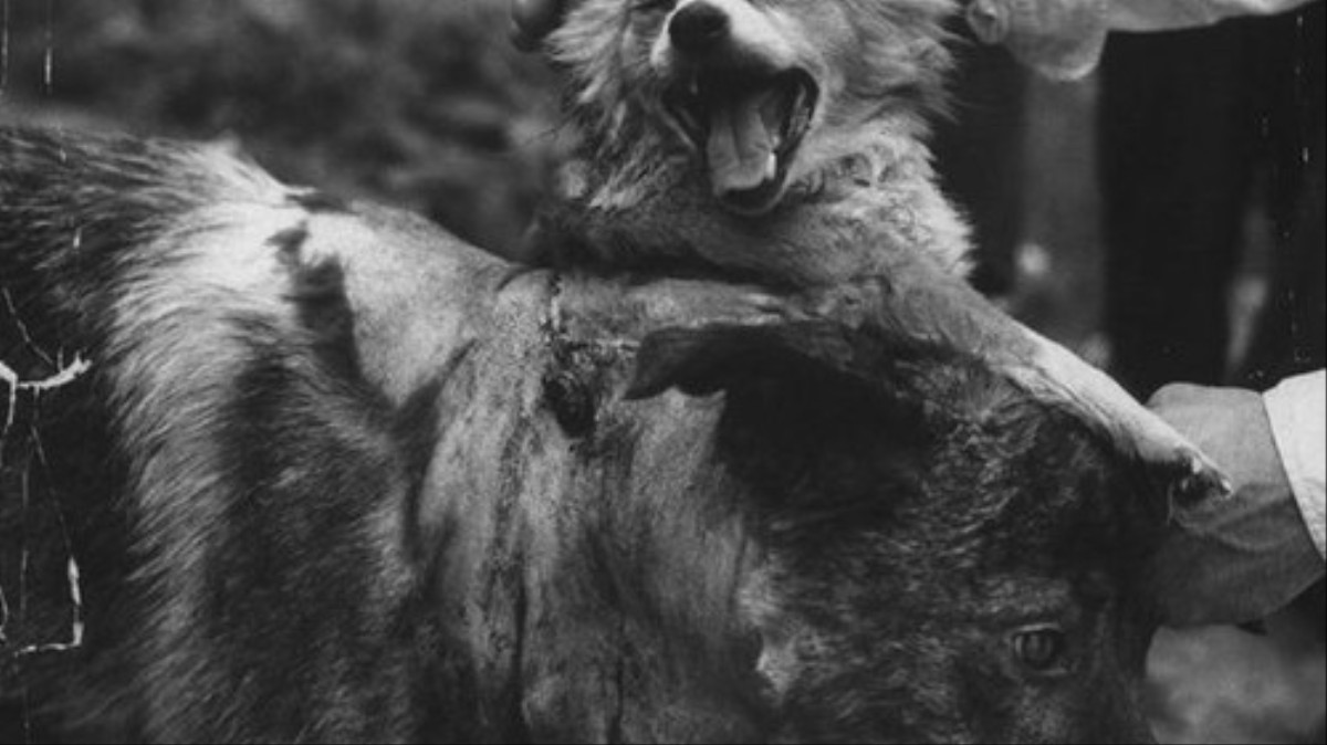 Soviet Scientists Made This Two Headed Dog