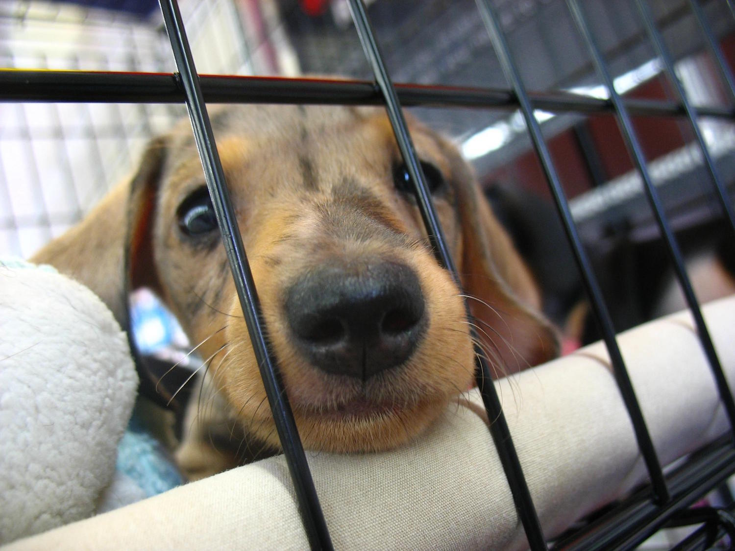 Why Did the USDA Delete Thousands of Animal Abuse Records From Its Website?