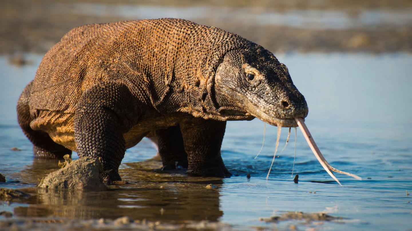 Komodo dragon attacks terrorize villages