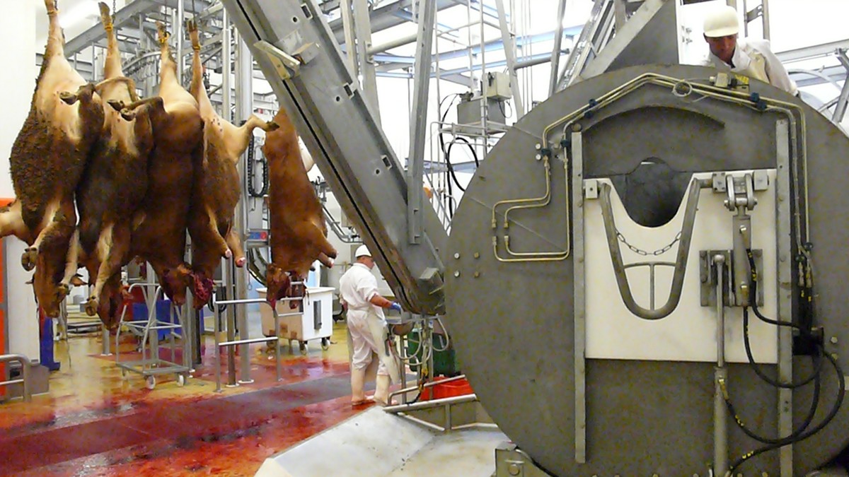 40 jours dans un abattoir industriel breton - VICE