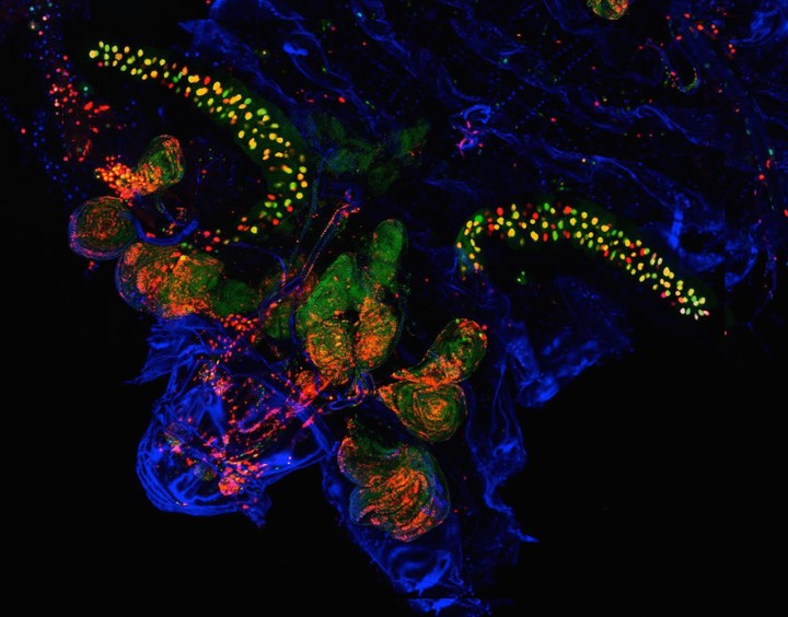 Cell Death Might Be Reversible, and Scientists Are Trying to Find Out Why