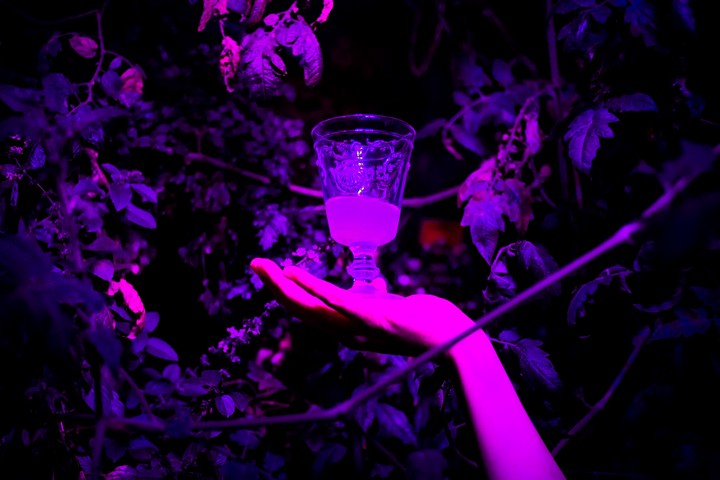 A Gonzo Journey Through Berlin's Absinthe Bars