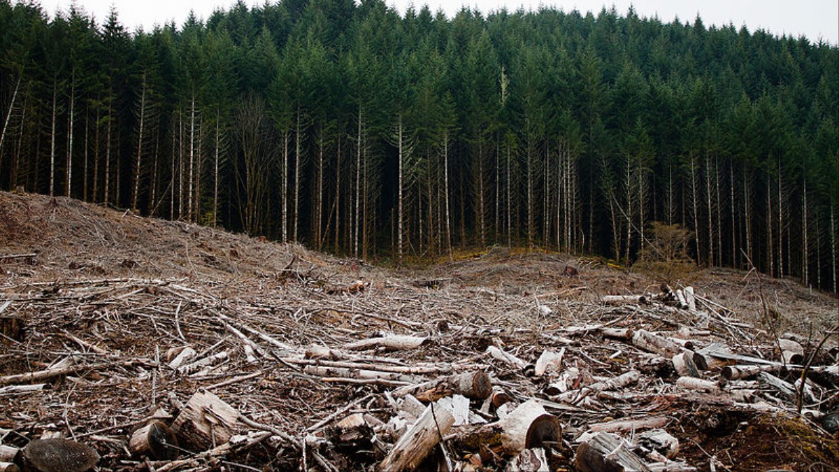 natural environment is it being destroyed 10 natural wonders to see before they disappear by laurel delp madagascar's forest ecosystems are being destroyed by logging, burning and poaching. natural environment is it being destroyed 10 natural wonders to see before they disappear by laurel delp madagascar's forest ecosystems are being destroyed by logging, burning and poaching.