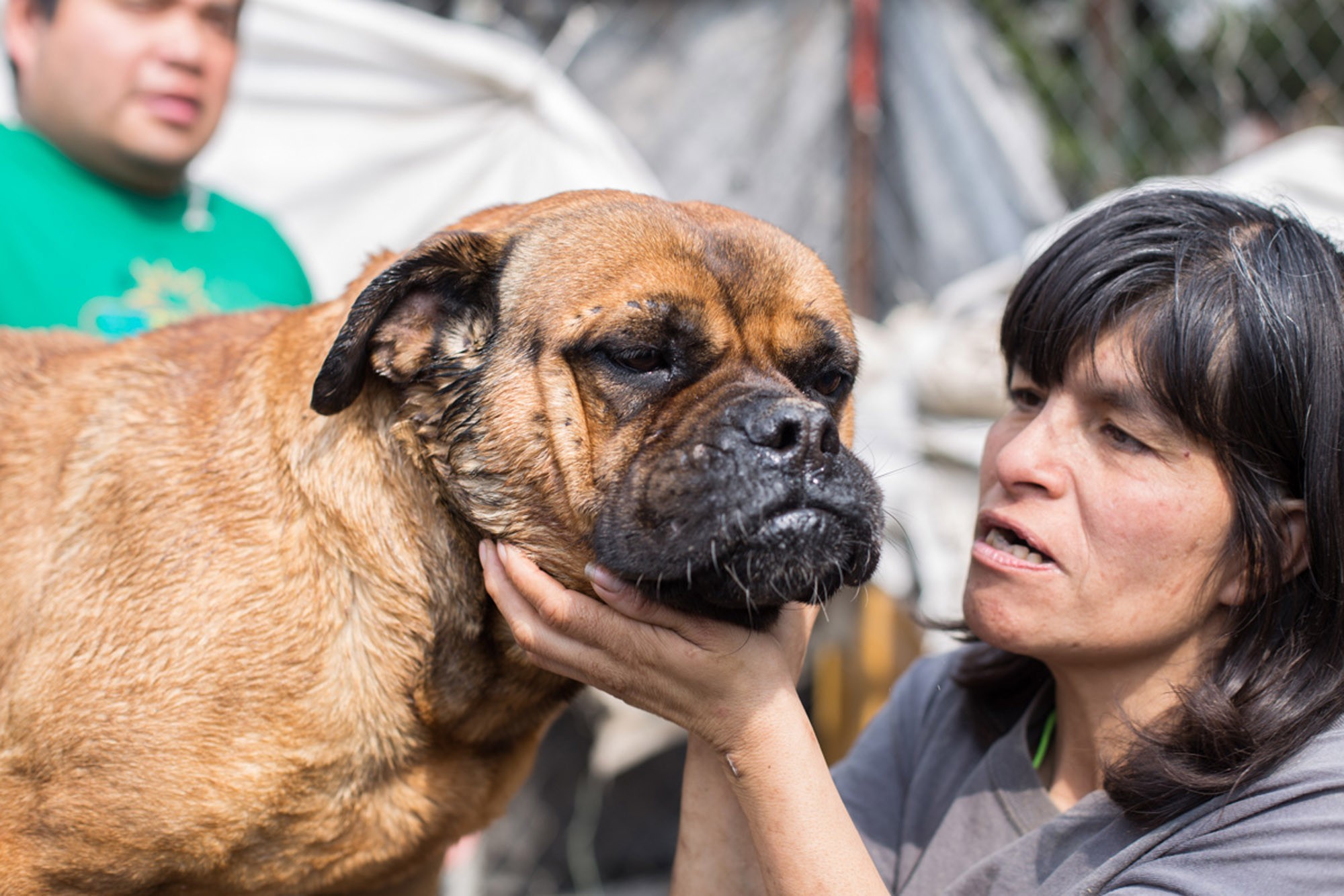 He tenido perros violados por sus dueños