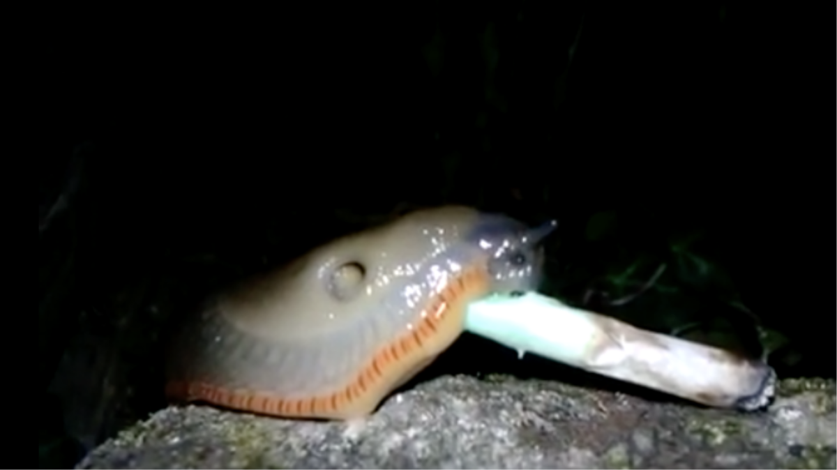 Watch This Slug Risk His Life to Smoke a Spliff