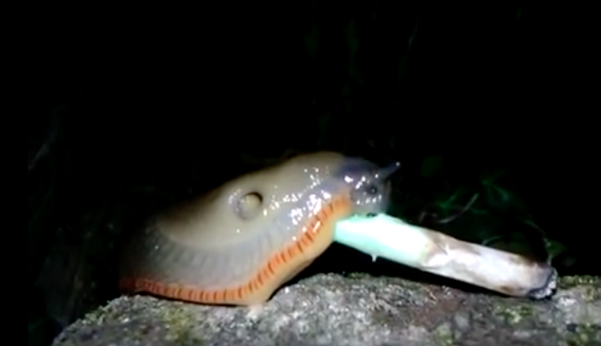 Watch This Slug Risk His Life to Smoke a Spliff