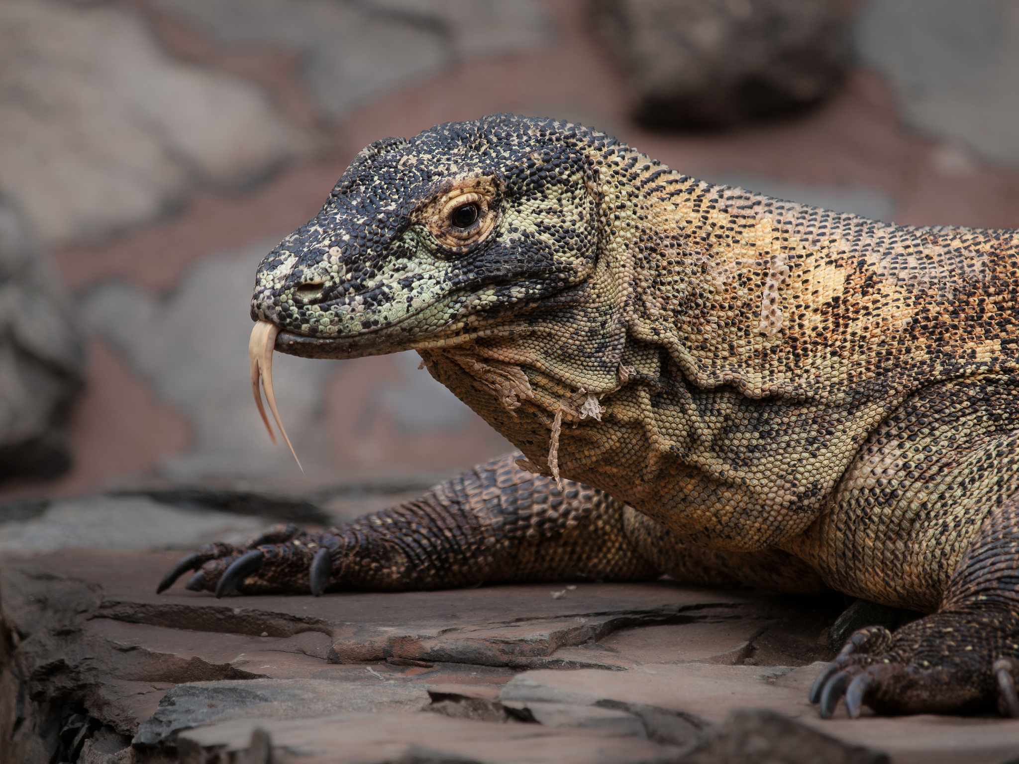 Le sang du Dragon de Komodo pourrait vous sauver la vie