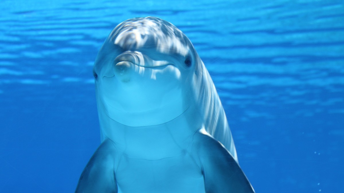 What We've Learned from Giving Dolphins LSD