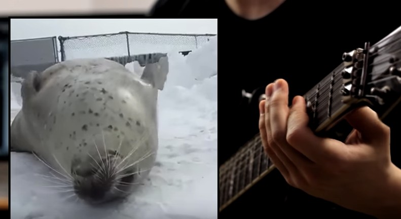 Is This Seal Slapping Heavy Metal Beats On Its Belly Good Or Bad