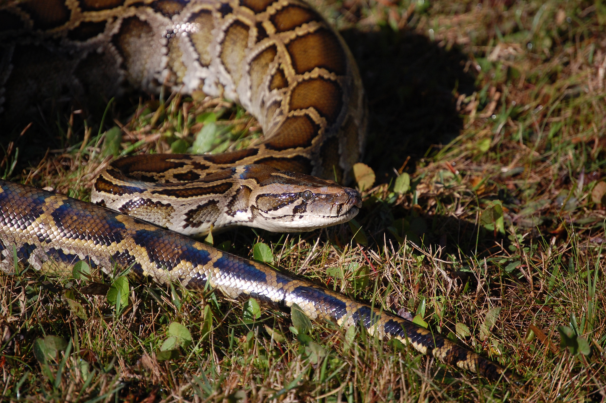 Florida Will Pay You To Kill Its Giant Pythons VICE
